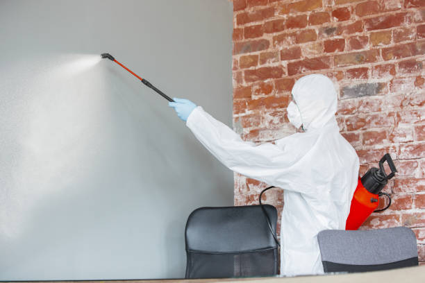 Best Mold Odor Removal Services  in Cass City, MI