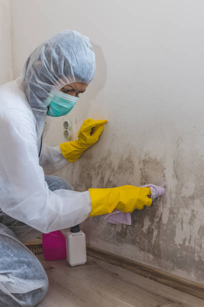 Asbestos and Lead Testing During Mold Inspection in Cass City, MI