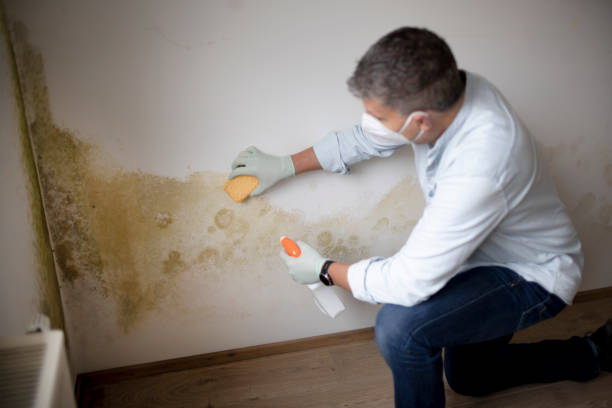 Cass City, MI Mold Removal Company
