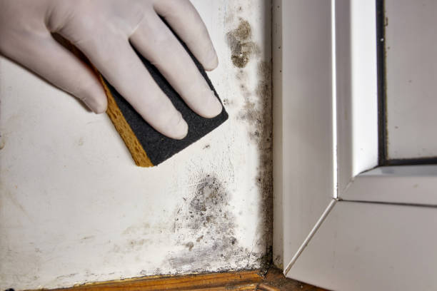Best Air Quality Testing for Mold Spores  in Cass City, MI