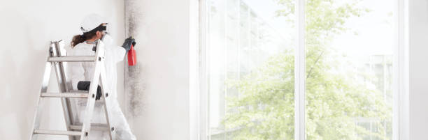 Best Environmental Consulting for Mold Prevention  in Cass City, MI